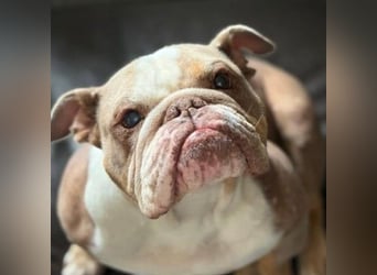 ARTHEA - bezaubernde Hündin sucht neues Zuhause