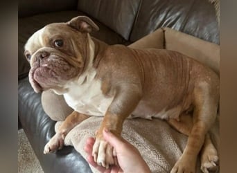 ARTHEA - bezaubernde Hündin sucht neues Zuhause