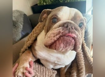 ARTHEA - bezaubernde Hündin sucht neues Zuhause