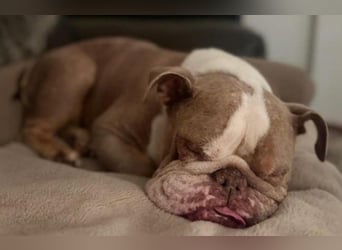 ARTHEA - bezaubernde Hündin sucht neues Zuhause