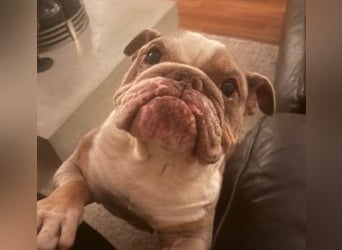 ARTHEA - bezaubernde Hündin sucht neues Zuhause