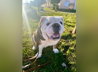 Barney - der unkomplizierte Goldschatz