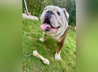 Barney - der unkomplizierte Goldschatz