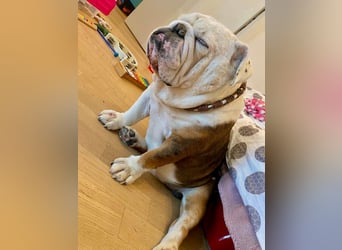 Barney - der unkomplizierte Goldschatz