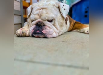 Barney - der unkomplizierte Goldschatz