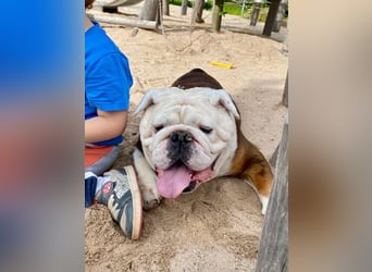 Barney - der unkomplizierte Goldschatz