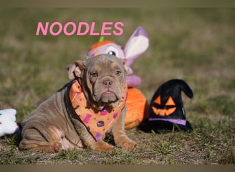 Gesunde, Reinrassige & Wunderschöne Englische Bulldogge Welpen
