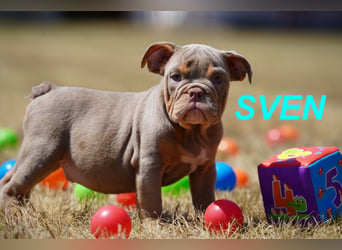 Gesunde, Reinrassige & Wunderschöne Englische Bulldogge Welpen