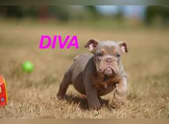 Gesunde, Reinrassige & Wunderschöne Englische Bulldogge Welpen
