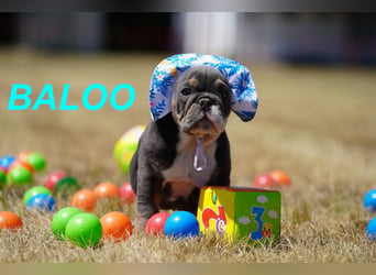 Gesunde, Reinrassige & Wunderschöne Englische Bulldogge Welpen