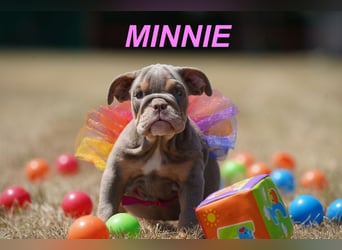 Gesunde, Reinrassige & Wunderschöne Englische Bulldogge Welpen
