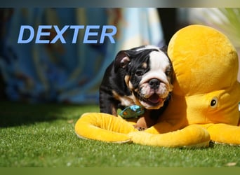 Gesunde, Reinrassige & Wunderschöne Englische Bulldogge Welpen