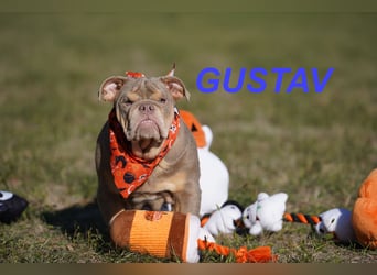 Gesunde, Reinrassige & Wunderschöne Englische Bulldogge Welpen