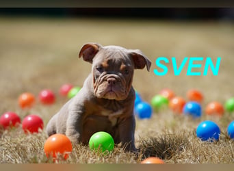 Gesunde, Reinrassige & Wunderschöne Englische Bulldogge Welpen