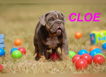 Gesunde, Reinrassige & Wunderschöne Englische Bulldogge Welpen