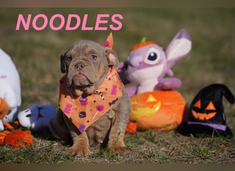 Gesunde, Reinrassige & Wunderschöne Englische Bulldogge Welpen