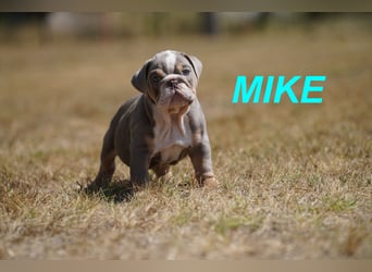 Gesunde, Reinrassige & Wunderschöne Englische Bulldogge Welpen
