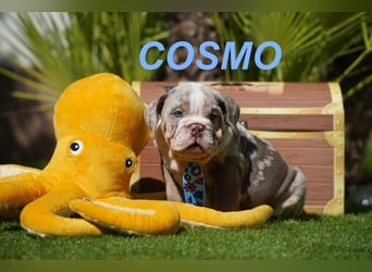 Gesunde, Reinrassige & Wunderschöne Englische Bulldogge Welpen