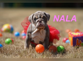 Gesunde, Reinrassige & Wunderschöne Englische Bulldogge Welpen