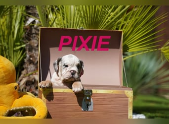 Gesunde, Reinrassige & Wunderschöne Englische Bulldogge Welpen