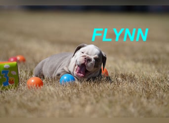 Gesunde, Reinrassige & Wunderschöne Englische Bulldogge Welpen