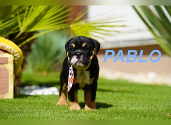 Gesunde, Reinrassige & Wunderschöne Englische Bulldogge Welpen