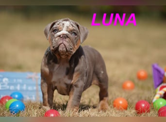 Gesunde, Reinrassige & Wunderschöne Englische Bulldogge Welpen