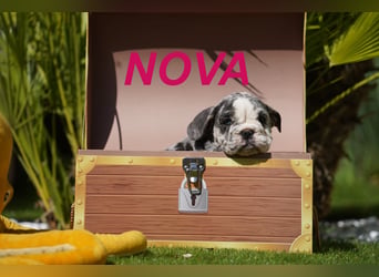Gesunde, Reinrassige & Wunderschöne Englische Bulldogge Welpen