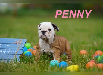 Gesunde, Reinrassige & Wunderschöne Englische Bulldogge Welpen