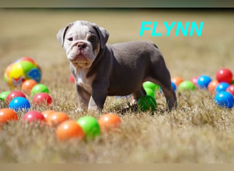 Gesunde, Reinrassige & Wunderschöne Englische Bulldogge Welpen