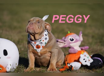 Gesunde, Reinrassige & Wunderschöne Englische Bulldogge Welpen