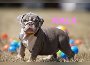Gesunde, Reinrassige & Wunderschöne Englische Bulldogge Welpen