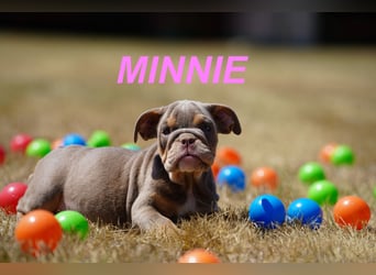 Gesunde, Reinrassige & Wunderschöne Englische Bulldogge Welpen