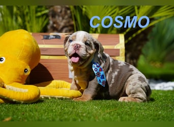 Gesunde, Reinrassige & Wunderschöne Englische Bulldogge Welpen