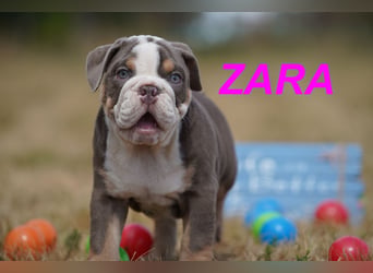 Gesunde, Reinrassige & Wunderschöne Englische Bulldogge Welpen