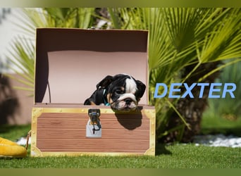 Gesunde, Reinrassige & Wunderschöne Englische Bulldogge Welpen
