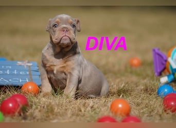 Gesunde, Reinrassige & Wunderschöne Englische Bulldogge Welpen