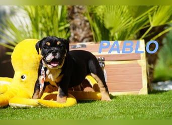 Gesunde, Reinrassige & Wunderschöne Englische Bulldogge Welpen
