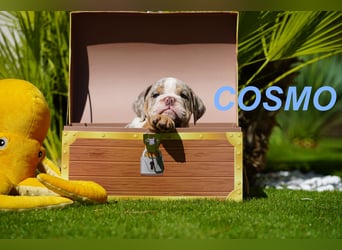 Gesunde, Reinrassige & Wunderschöne Englische Bulldogge Welpen
