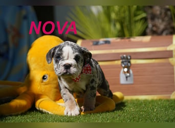 Gesunde, Reinrassige & Wunderschöne Englische Bulldogge Welpen
