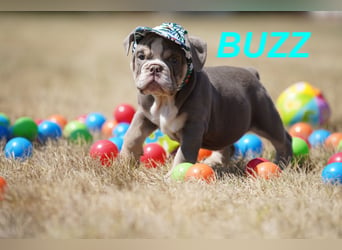Gesunde, Reinrassige & Wunderschöne Englische Bulldogge Welpen
