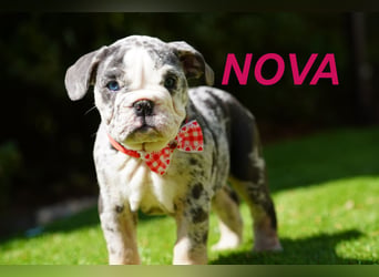 Gesunde, Reinrassige & Wunderschöne Englische Bulldogge Welpen