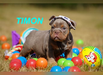 Gesunde, Reinrassige & Wunderschöne Englische Bulldogge Welpen