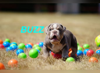 Gesunde, Reinrassige & Wunderschöne Englische Bulldogge Welpen
