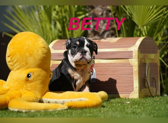 Gesunde, Reinrassige & Wunderschöne Englische Bulldogge Welpen