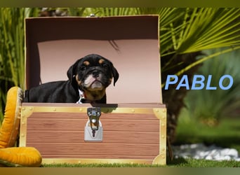 Gesunde, Reinrassige & Wunderschöne Englische Bulldogge Welpen