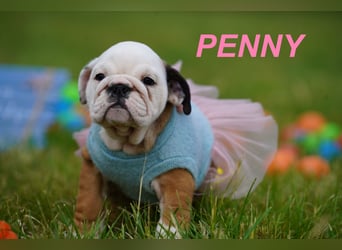 Gesunde, Reinrassige & Wunderschöne Englische Bulldogge Welpen