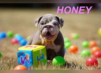Gesunde, Reinrassige & Wunderschöne Englische Bulldogge Welpen