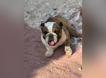 Notfall Manolo hofft auf seine Chance