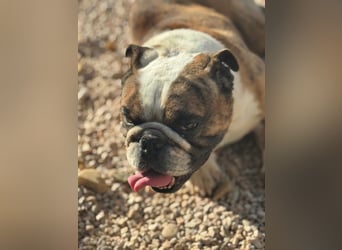 Notfall Manolo hofft auf seine Chance